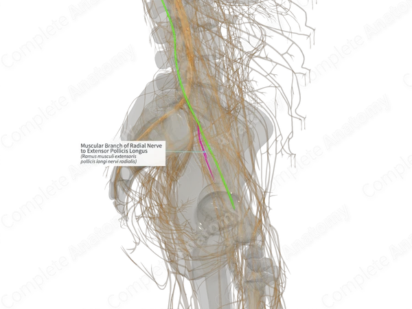 Muscular Branch of Radial Nerve to Extensor Pollicis Longus (Left)