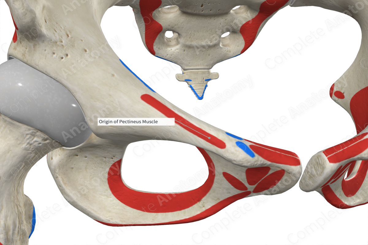 Origin of Pectineus Muscle Complete Anatomy