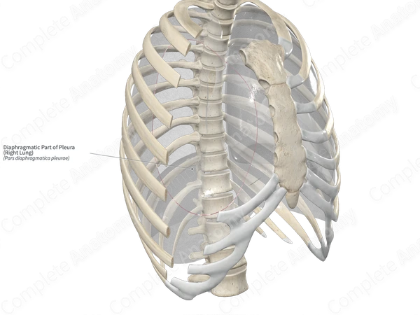 Diaphragmatic Part of Pleura (Right Lung)