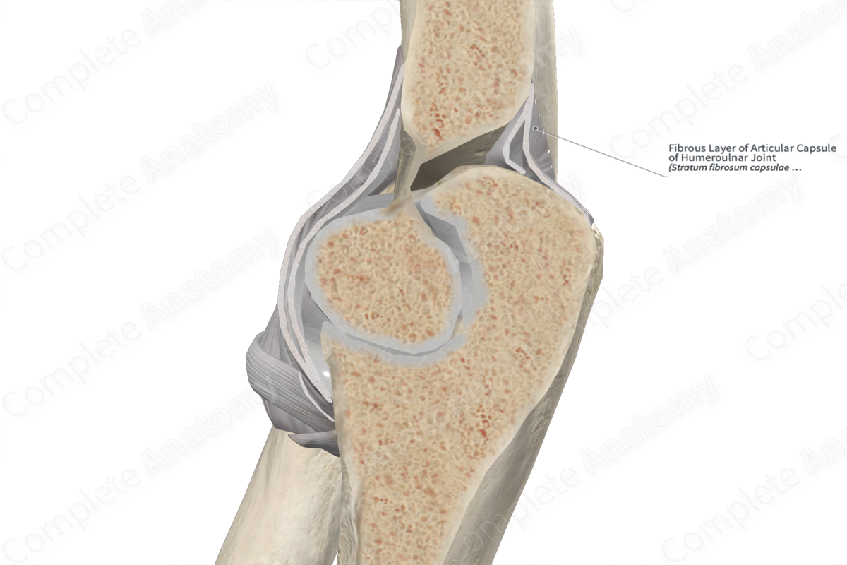 Fibrous Layer of Articular Capsule of Humeroulnar Joint 