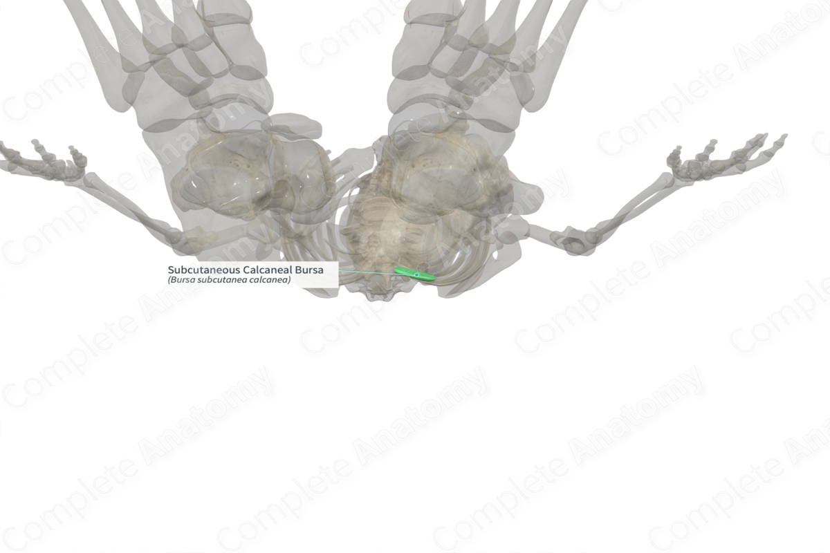 Subcutaneous Calcaneal Bursa (Right) Complete Anatomy