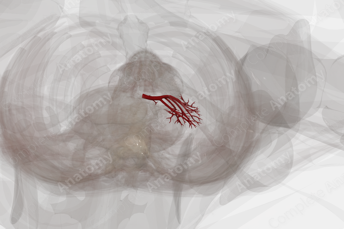 Arteries of Kidney (Left)