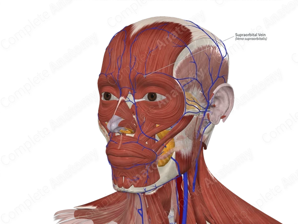 Supraorbital Vein 
