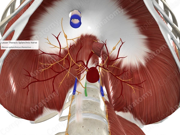 Lesser Thoracic Splanchnic Nerve
