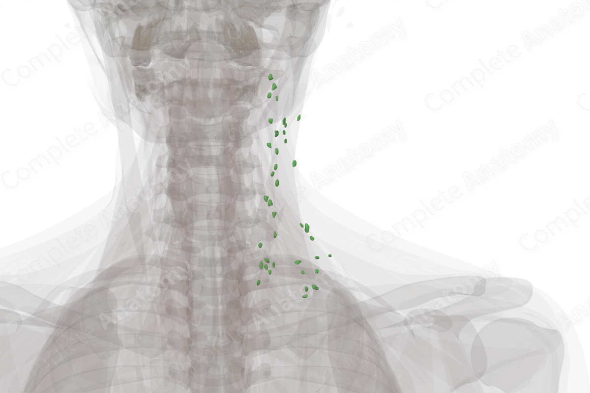 Lateral Cervical Nodes (Left) | Complete Anatomy