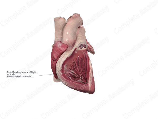 Septal Papillary Muscle of Right Ventricle