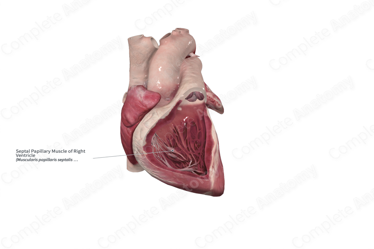 Septal Papillary Muscle of Right Ventricle