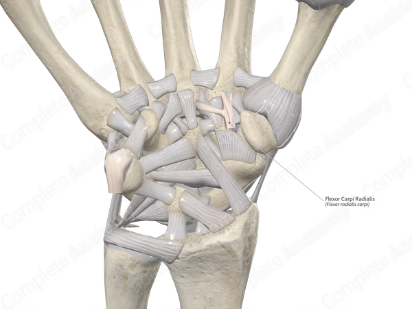 Flexor Carpi Radialis