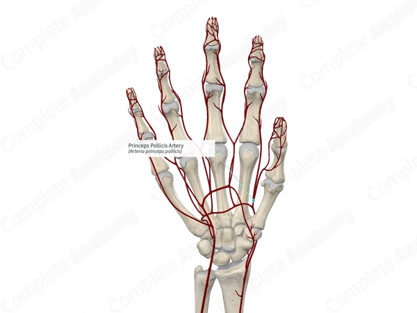Princeps Pollicis Artery