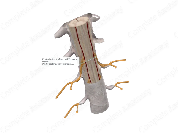 Posterior Root of Second Thoracic Nerve