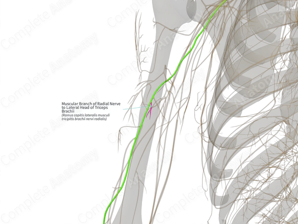 Muscular Branch of Radial Nerve to Lateral Head of Triceps Brachii (Right)