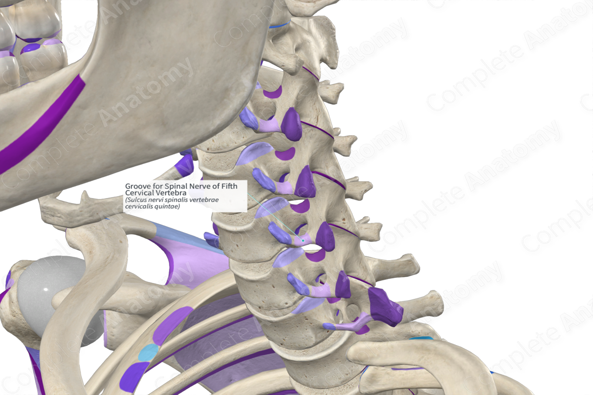 Groove for Spinal Nerve of Fifth Cervical Vertebra (Left)