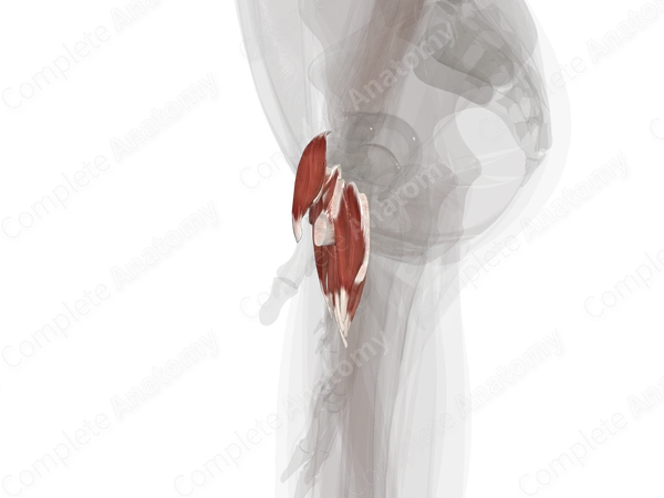 Muscles of Hand (Left)