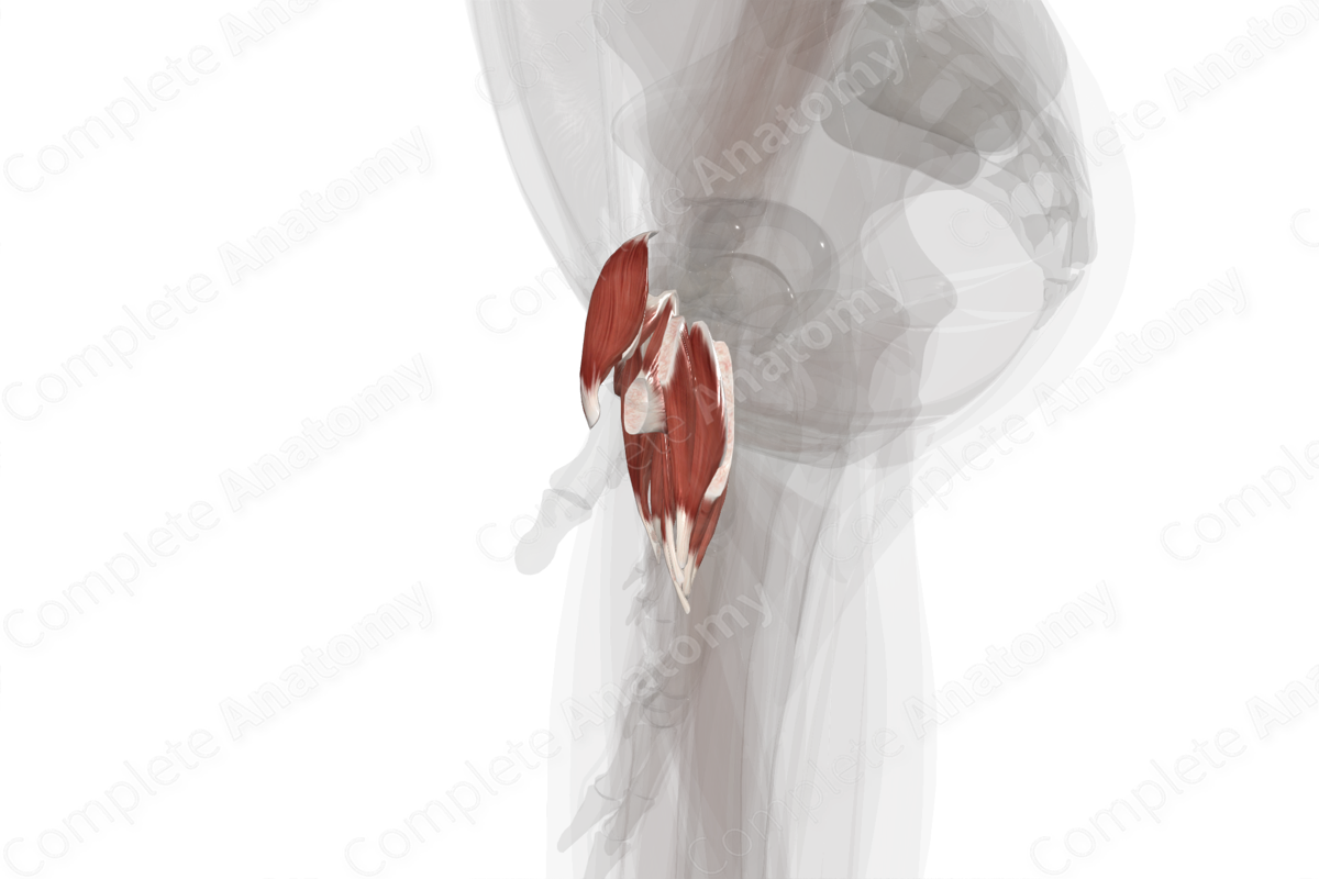 Muscles of Hand (Left)