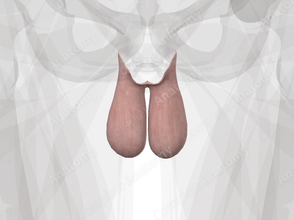 Scrotum