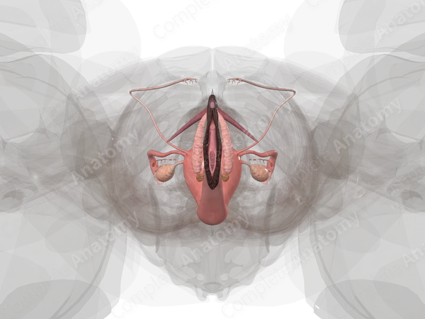 Female Genital System
