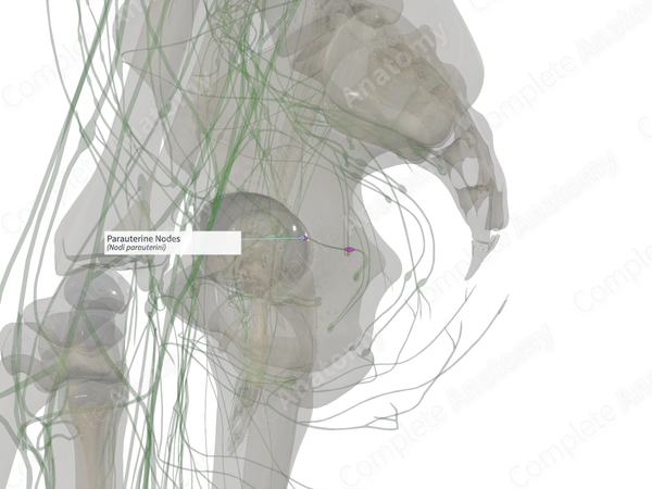 Parauterine Nodes (Left)