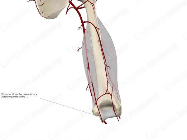 Posterior Ulnar Recurrent Artery 
