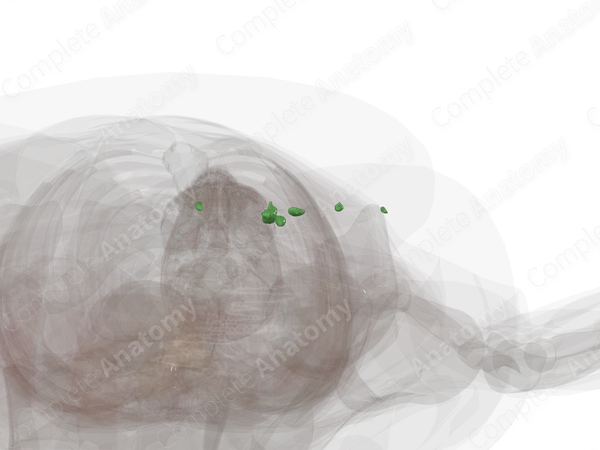 Superficial Inguinal Nodes (Left)