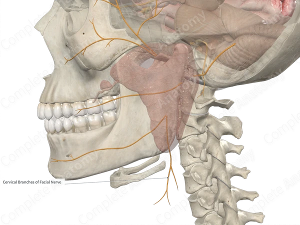 Cervical Branch of Facial Nerve