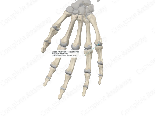 Distal Articular Facet of Fifth Metacarpal Bone