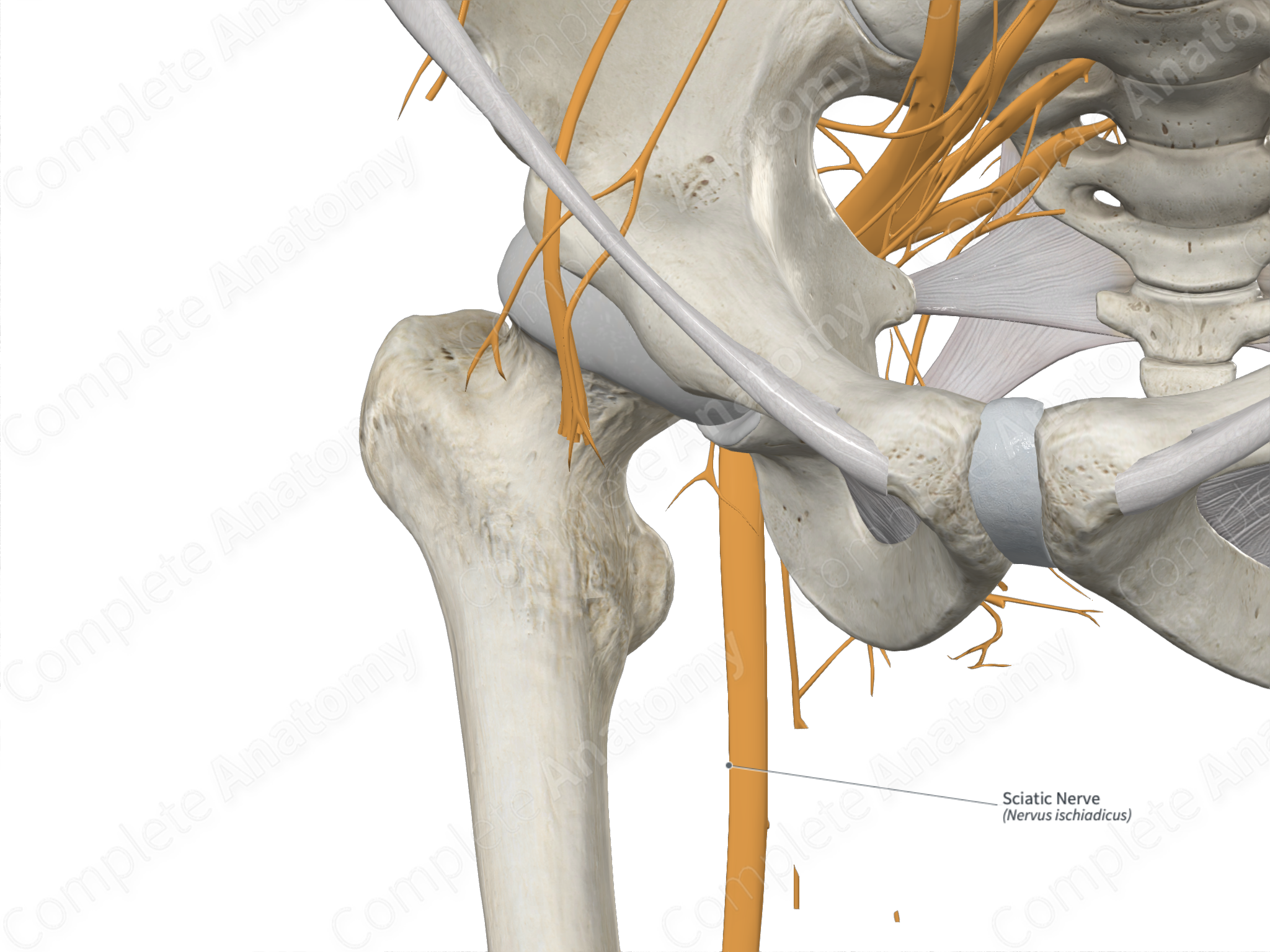 Sciatic Nerve - Anatomy - Complete Orthopedics