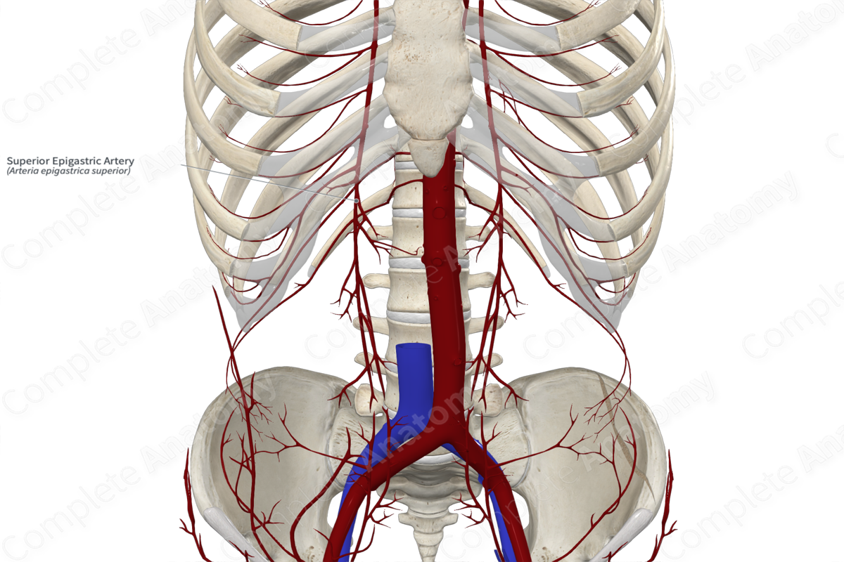 Superior Epigastric Artery 