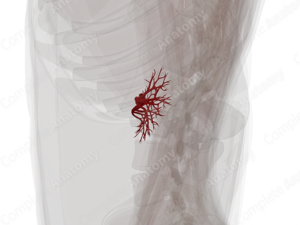Arteries of Kidneys