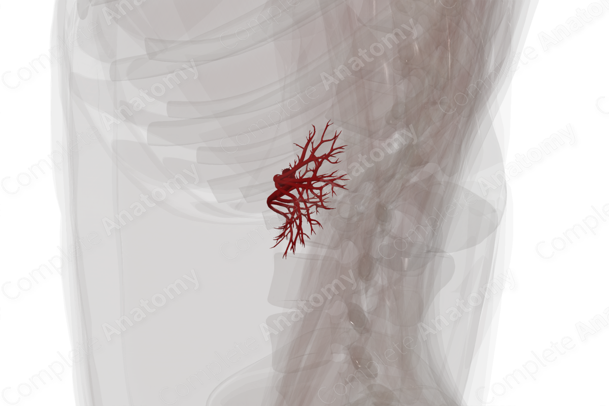 Arteries of Kidneys