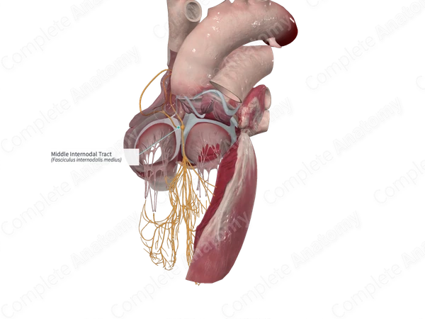 Middle Internodal Tract