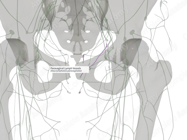 Paravaginal Lymph Vessels (Left)