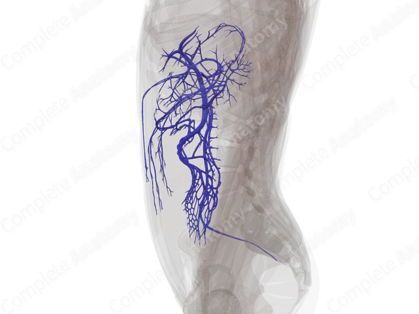 Hepatic Portal Circulation