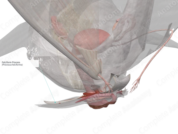 Falciform Process