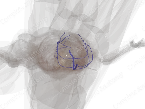 Genicular Veins (Left)