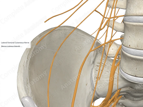 Lateral Femoral Cutaneous Nerve