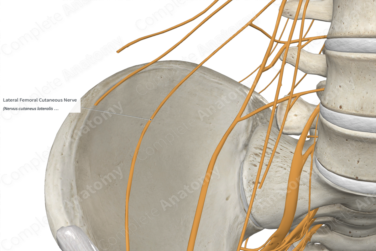 Lateral Femoral Cutaneous Nerve 
