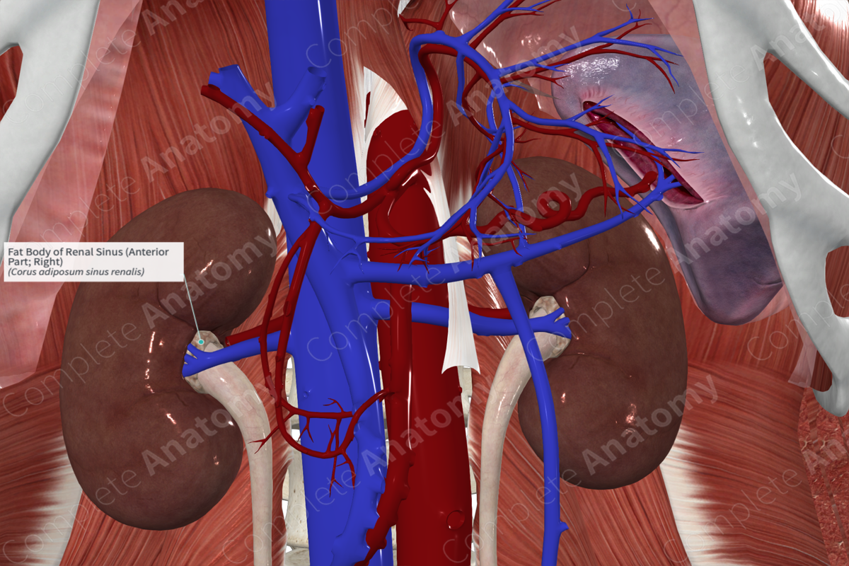 Fat Body of Renal Sinus (Anterior Part; Right)