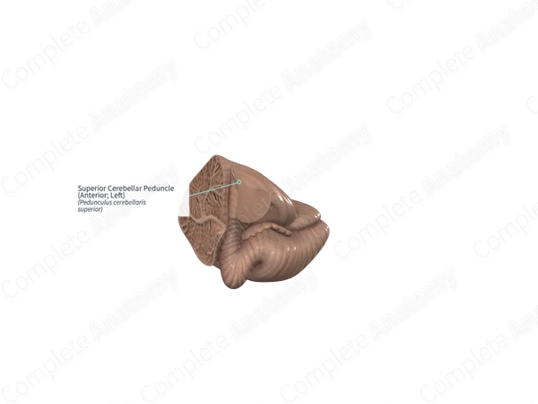Superior Cerebellar Peduncle (Anterior; Left)