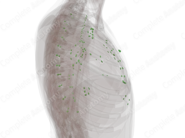 Thoracic Lymph Nodes
