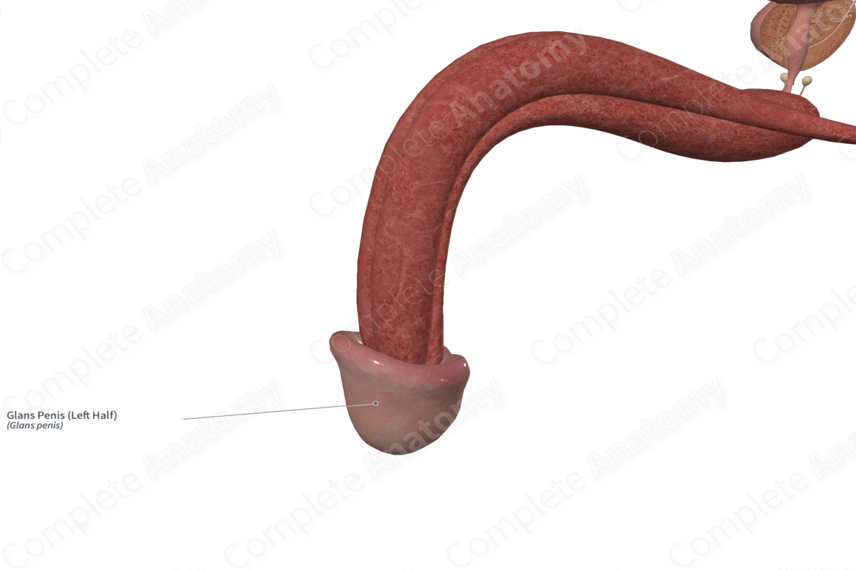 Glans Penis Left Half Complete Anatomy