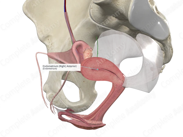Endometrium (Right; Anterior)