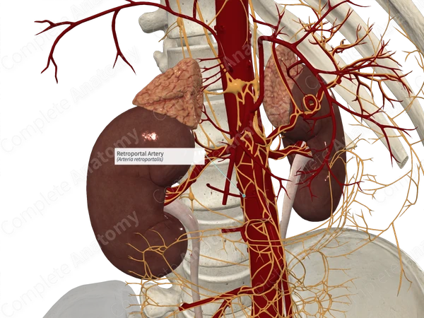 Retroportal Artery