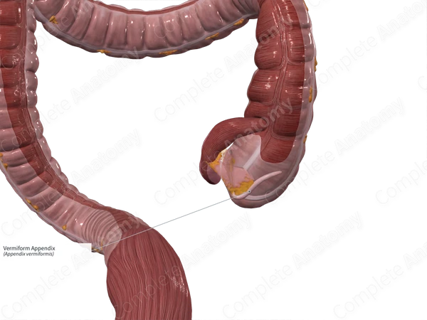 What Is The Vermiform Appendix With Pictures What Is The Vermiform Appendix With Pictures