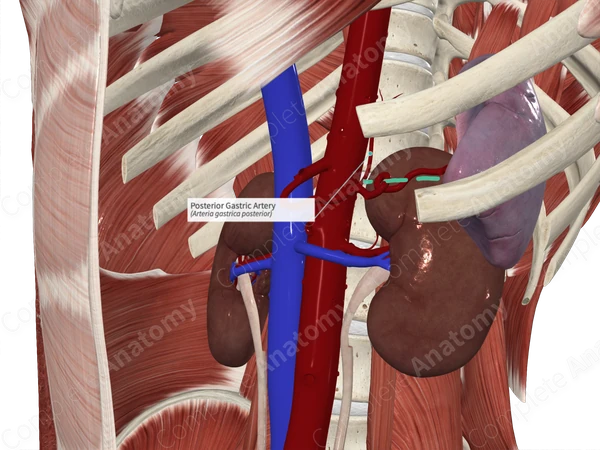 Posterior Gastric Artery