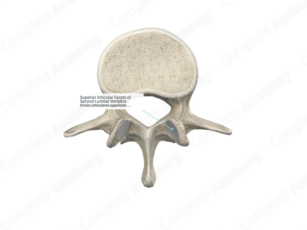 Superior Articular Facets of Second Lumbar Vertebra