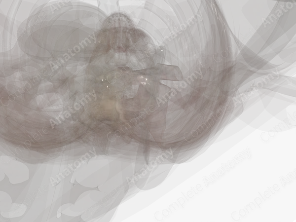 Deep Investing Cervical Fascia (Left)