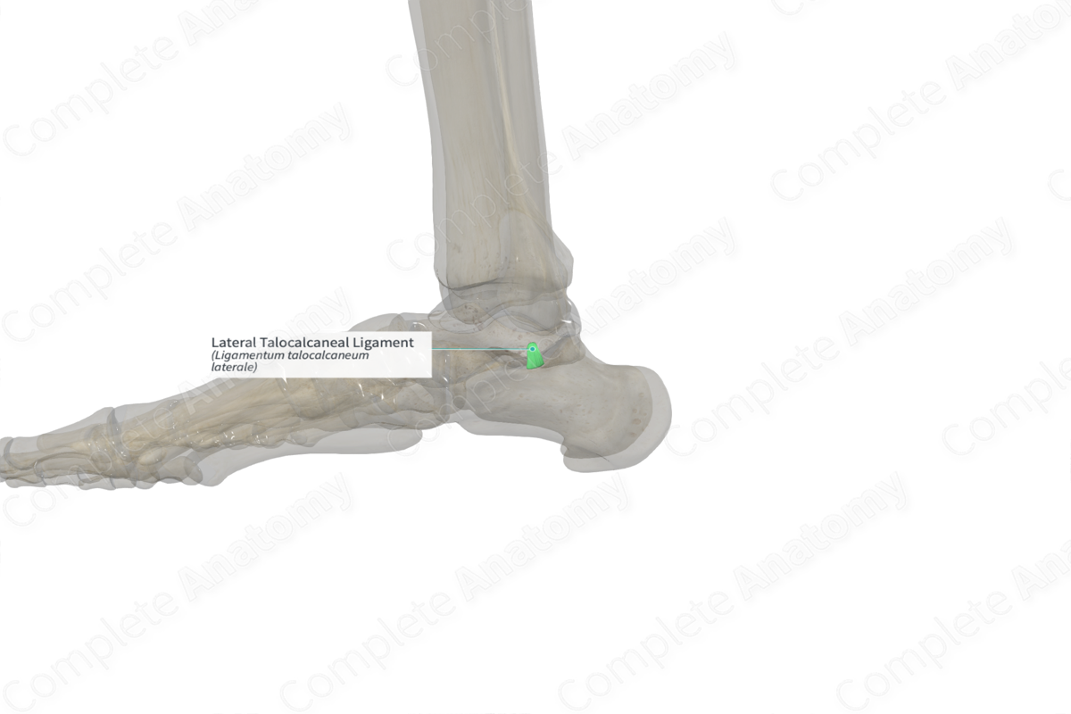 Lateral Talocalcaneal Ligament (Left)