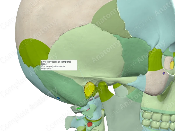 Styloid Process Of Temporal Bone