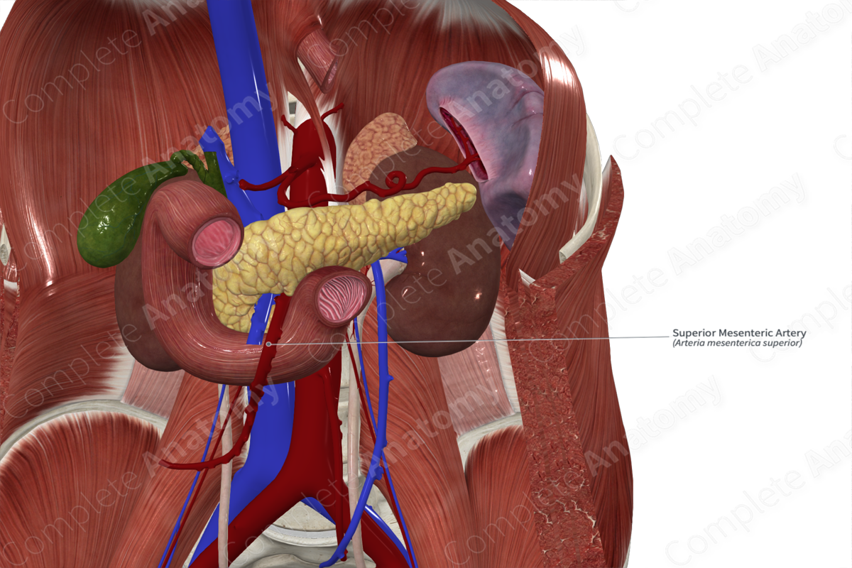 Superior Mesenteric Artery