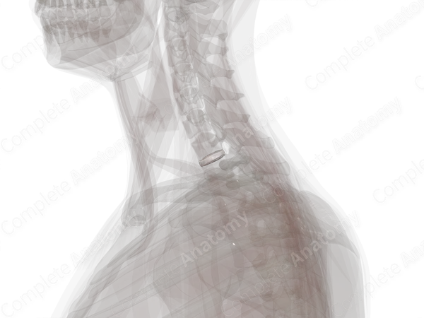 Intervertebral Symphysis (C7-T1)